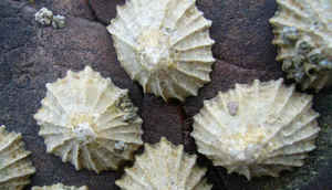 10 record holders of the Universe