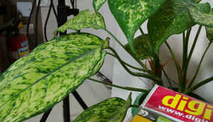 Android One Benchmarks: Micromax Canvas A1 performance & camera quality test