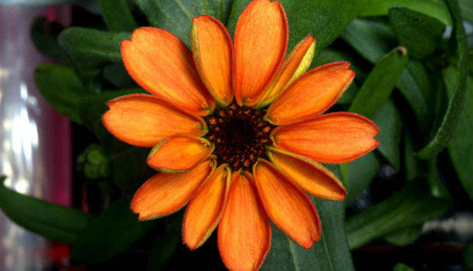 Astronauts manage to grow Zinnias in space