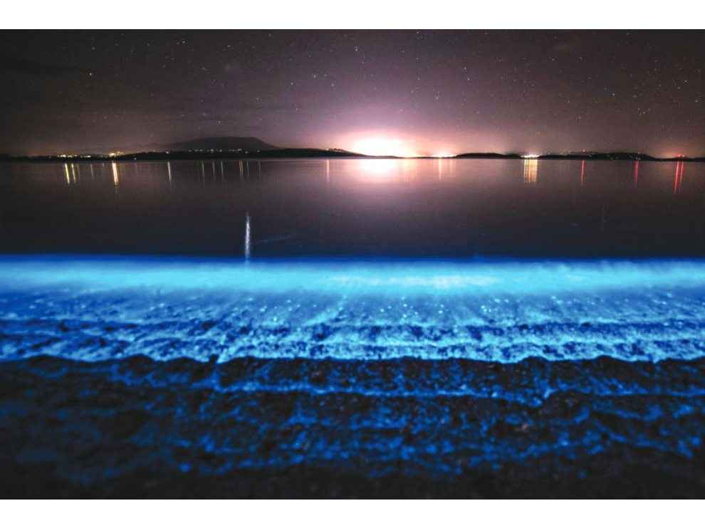 Marine and Terrestrial Bioluminescence in Nature