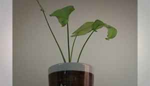 Evaluating the Google Nexus 5 camera quality (slideshow)