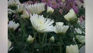 Evaluating the Google Nexus 5 camera quality (slideshow)