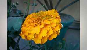 Evaluating the Google Nexus 5 camera quality (slideshow)