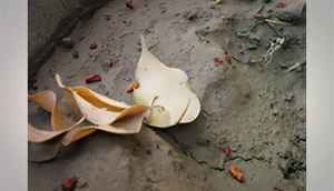 Evaluating the Google Nexus 5 camera quality (slideshow)