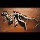 The origins of paleontology