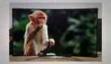 Samsung H8000 Curved UHD LED TV