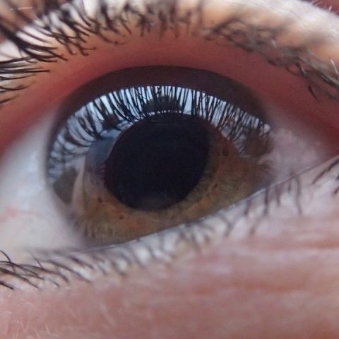 Pig-skin corneal implant restores sight in blind, visually impaired - Vimarsana News