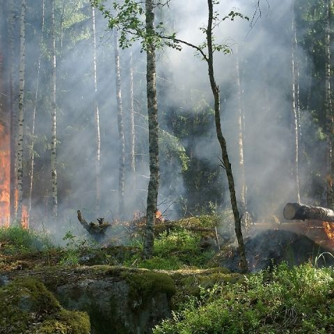 Forest fires - Raging in the forests, harming everyone - Vimarsana News