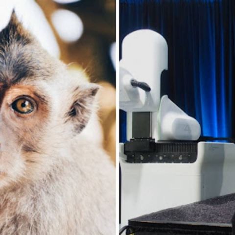 Musk's Neuralink probed for killing 1500 animals in clinical trials: Can this be justified? - Vimarsana News