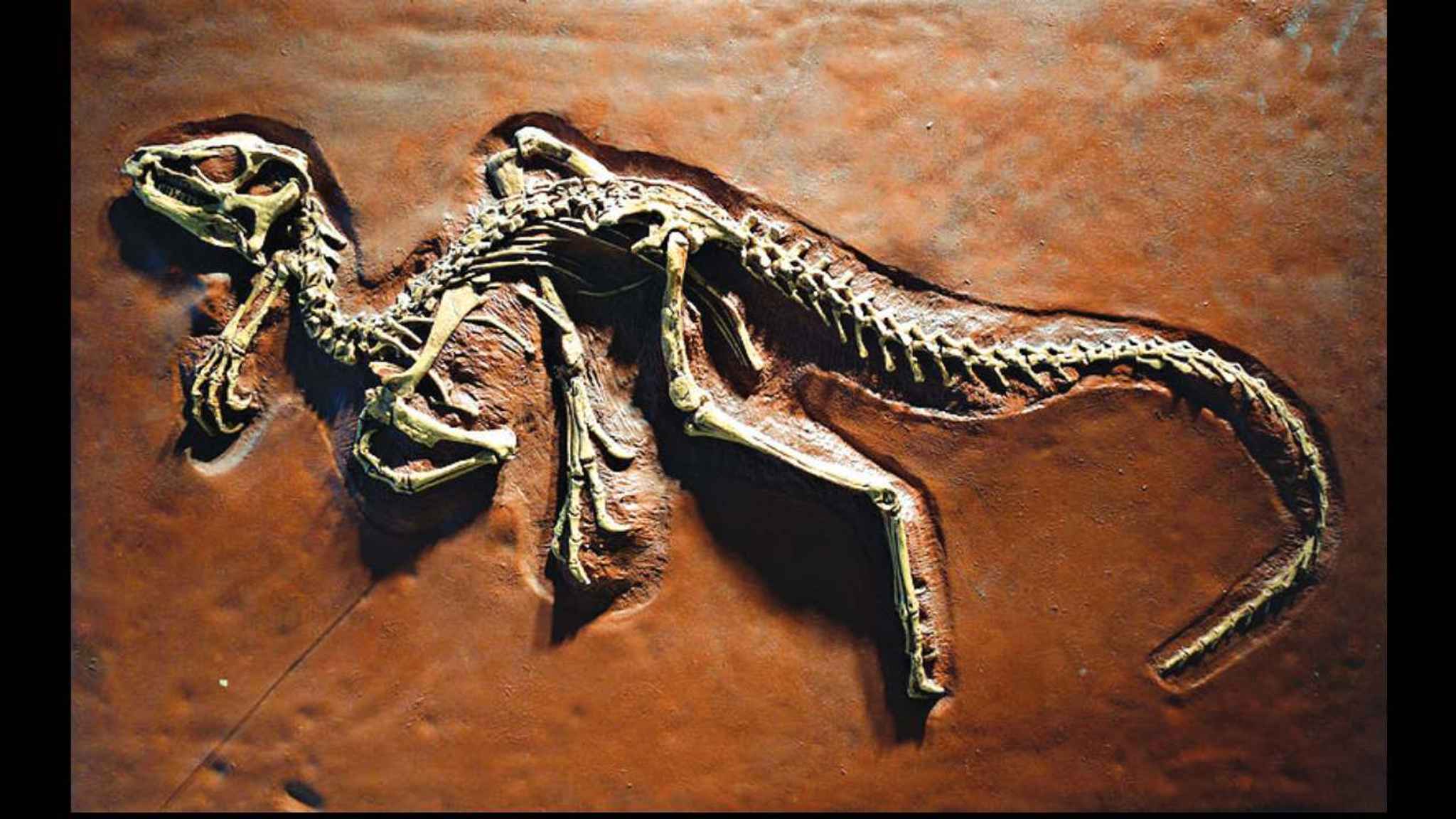 What Is The Meaning Of Paleontology In Marathi