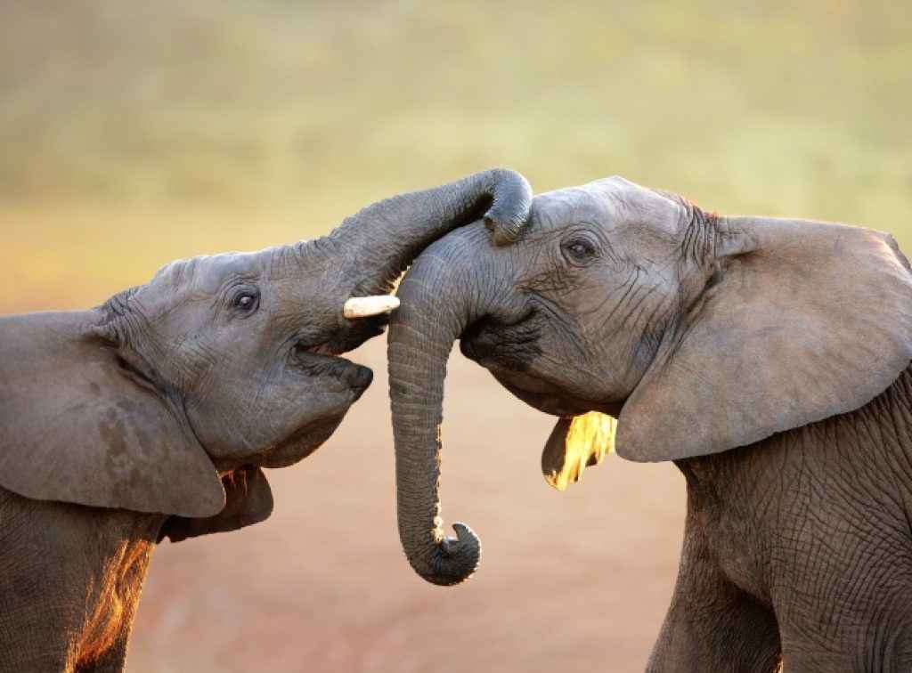 Elephant names Using AI