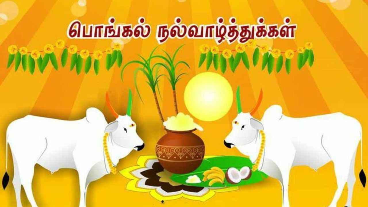 Happy Mattu Pongal:உங்கள் அன்பானவர்களுக்கு ஸ்டிக்கர்,GIF வாழ்த்து வித விதமாக அனுப்பி அசத்துங்க