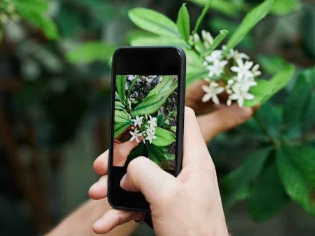 smartphone photography tips (image source: pexels.com)